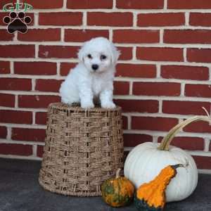 Buster, Bichon Frise Puppy